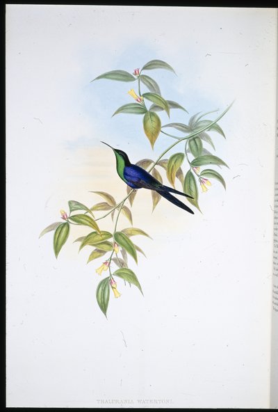 Ninfa de madera de Waterton (Thalurania Watertoni) de John (after) Gould