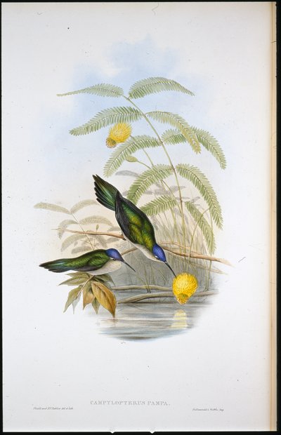 Ala de sable de cola en cuña (Campylopterus Pampa) de John (after) Gould