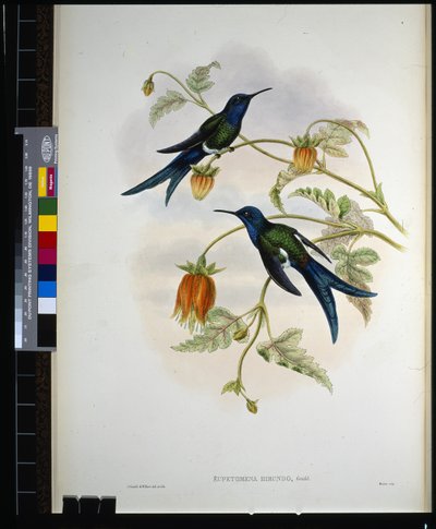 Cola de golondrina occidental (eupetomena hirundo) de John (after) Gould