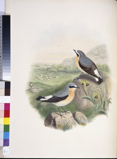 Collalba gris (Oenanthe oenanthe) de John (after) Gould