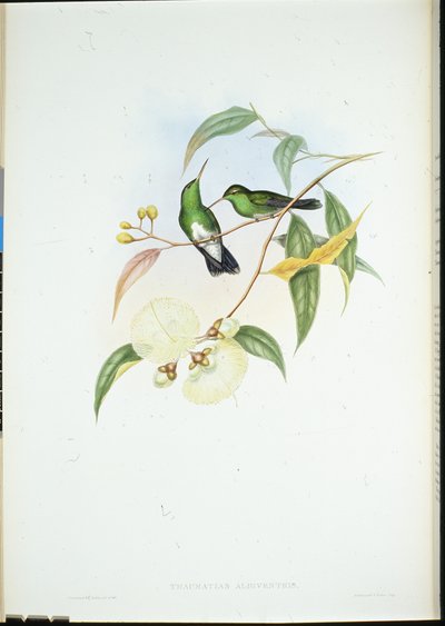 Esmeralda de vientre blanco de John (after) Gould