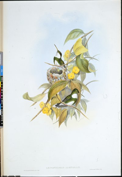 Garganta blanca (Leucochloris Albicollis) de John (after) Gould