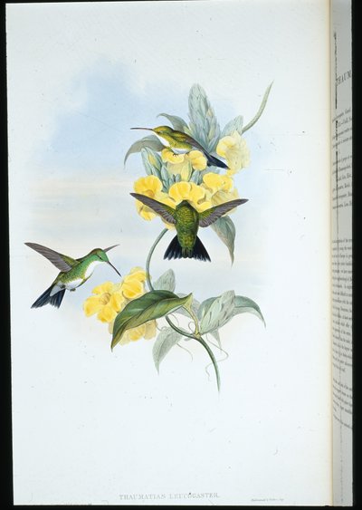Esmeralda de garganta blanca de John (after) Gould