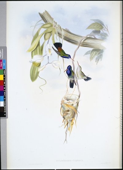 Zafiro de garganta blanca (Hylocharis Cyaneus) de John (after) Gould