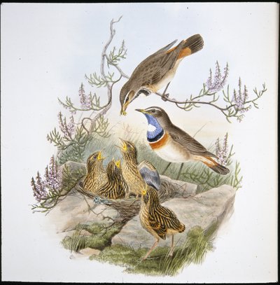 Pechiazul de garganta blanca (Cyanecula Leucocyana) de John (after) Gould