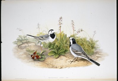 Lavandera Blanca (Motacilla Alba) de John (after) Gould