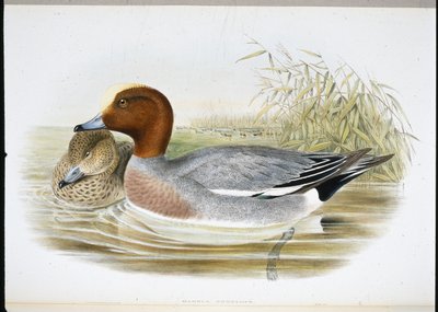Silbón europeo (Mareca Penelope) de John (after) Gould