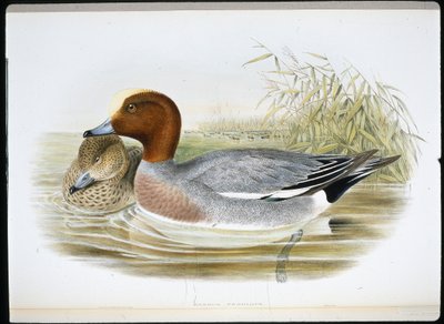 Silbón Europeo (Mareca Penelope) de John (after) Gould