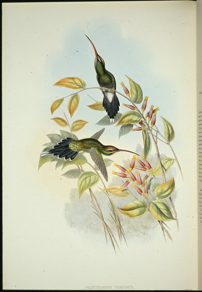 Ermitaño Yarquiano (Phaerthornis Yarugui) de John (after) Gould