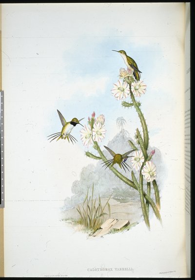 Cola de Raqueta de Yarrell (Calothorax yarrelli) (litografía coloreada a mano) de John (after) Gould