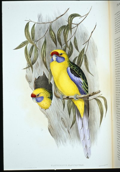 Periquito de vientre amarillo (platycercus flaviventris) de John (after) Gould