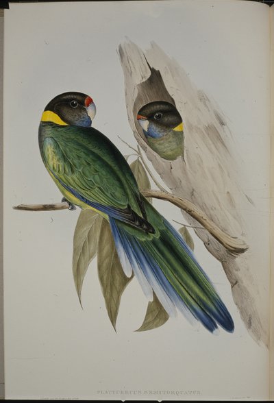 Periquito de collar amarillo (Platycercus Semitorquatus) de John (after) Gould