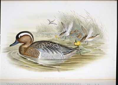 Cerceta carretona de John (after) Gould