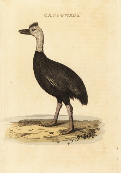 Casuario del sur, Casuarius casuarius de John (after) Latham