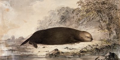 Nutria Marina, grabado después de un dibujo de John Webber (1750-1793) realizado durante el tercer viaje de James Cook de John (after) Webber