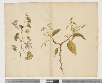 F.13 Ipomea Pes, caprae; Celtis paniculata, c.1790-95 (acuarela y tinta sobre papel) de John (attr. to) Doody