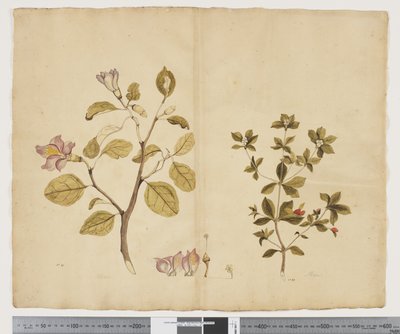 F.15 Lagunaria Patersonia; Alyxia gynopogon, c.1790-95 (acuarela y tinta sobre papel) de John (attr. to) Doody