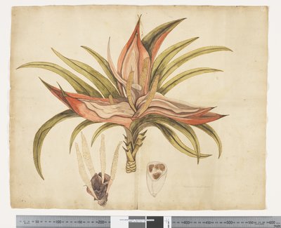 F.1 Freycinetia baueriana, c.1790-95 (acuarela y tinta sobre papel) de John (attr. to) Doody