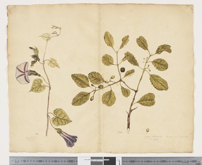 F.24 Ipomoea congesta; Elaeodendron curtipendulum, c.1790-95 (acuarela y tinta sobre papel) de John (attr. to) Doody