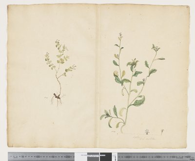 F.25 Euphorbia sparrmannii; Lobelia alata, c.1790-95 (acuarela y tinta sobre papel) de John (attr. to) Doody