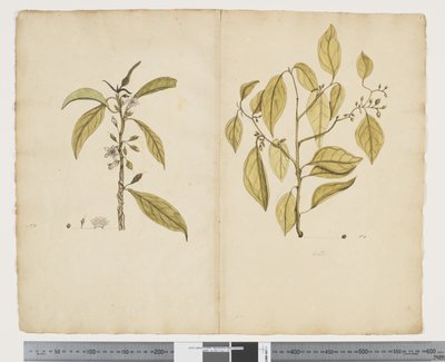 F.2 Myoporum obscurum; Celtis paniculate, c.1790-95 (acuarela y tinta sobre papel) de John (attr. to) Doody