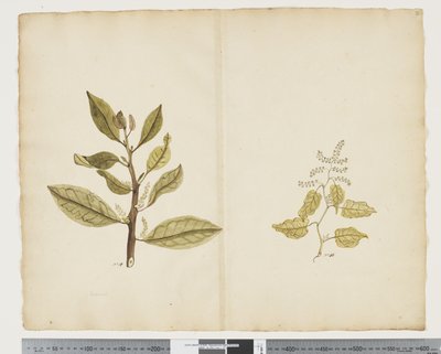 F.32 Excoecaria agallocha 