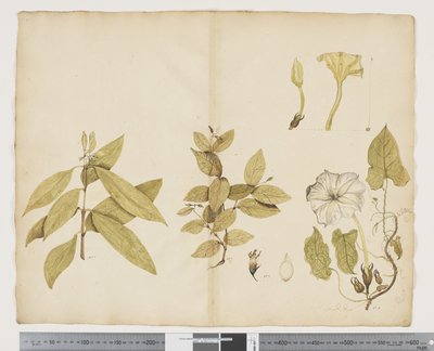 F.6 Wickstroemia Australis; Ipomea, c.1790-95 (acuarela y tinta sobre papel) de John (attr. to) Doody