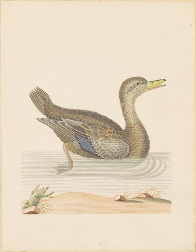 Pato ruano de John Abbot