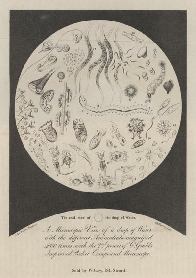 Vista microscópica de una gota de agua de John Bacon