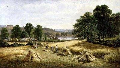 Cosechando el grano dorado cerca de Bishopsteignton, Plymouth de John Barrett