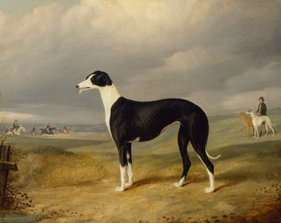 Un galgo blanco y negro en un paisaje abierto de John Barwick