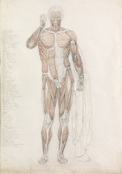 Estudio Anatómico: Musculatura Humana, en Contrapposto de John Bathe