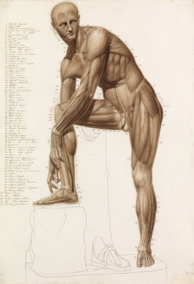 Estudio anatómico: musculatura humana, en la pose de "Hermes atándose la sandalia" de Praxíteles de John Bathe