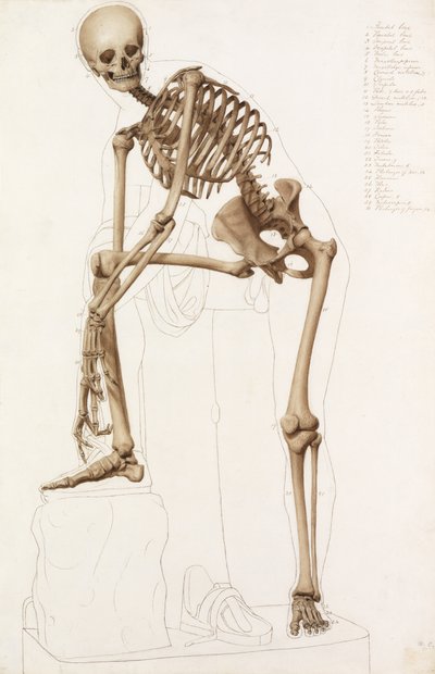 Estudio anatómico: el esqueleto humano, en la pose de "Hermes atándose la sandalia" de Praxíteles de John Bathe