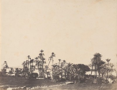 Estudio de Palmeras, Orillas del Nilo, Kalabschi de John Beasley Greene
