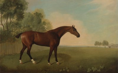 Caballo Bayo en un Campo, 1778 de John Boultbee