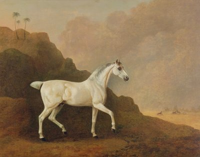 Un semental árabe gris en un paisaje desértico de John Boultbee