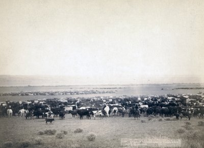 Vaqueros arreando ganado, Dakota del Sur c.1890 de John C. H. Grabill