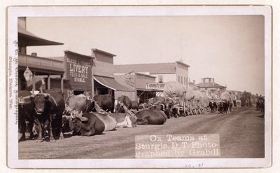 Equipos de bueyes en Sturgis, D.T., pub.1887 - 1892 (foto) de John C. H. Grabill