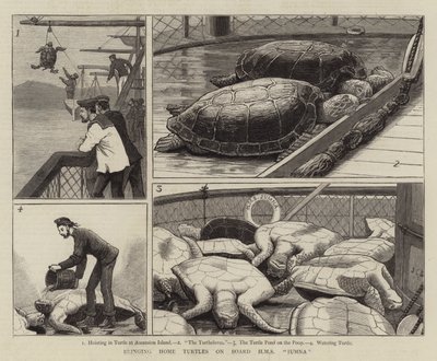 Llevando tortugas a bordo del HMS Jumna de John Charles Dollman