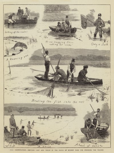 Preservación de peces, captura de carpas y tencas en los estanques de Bushey Park para repoblar el Támesis de John Charles Dollman