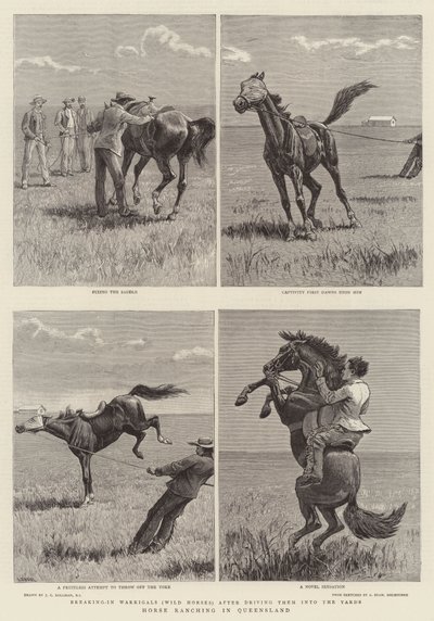 Cría de caballos en Queensland de John Charles Dollman