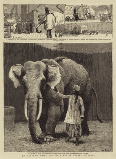 El elefante birmano blanco de Mr. Barnum, Toung Taloung de John Charles Dollman