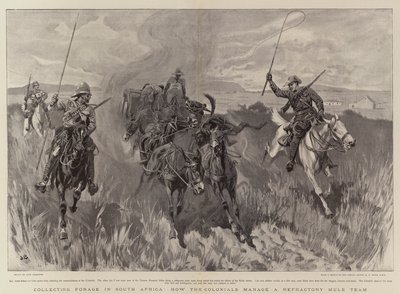 Recolectando forraje en Sudáfrica, cómo los coloniales manejan un equipo de mulas refractarias de John Charlton
