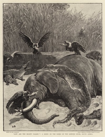 ¡Cómo han caído los poderosos!, una escena en las orillas del río Limpopo, Sudáfrica de John Charlton