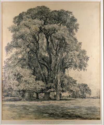 Olmos en Old Hall Park, East Bergholt, 1817 (lápiz) de John Constable