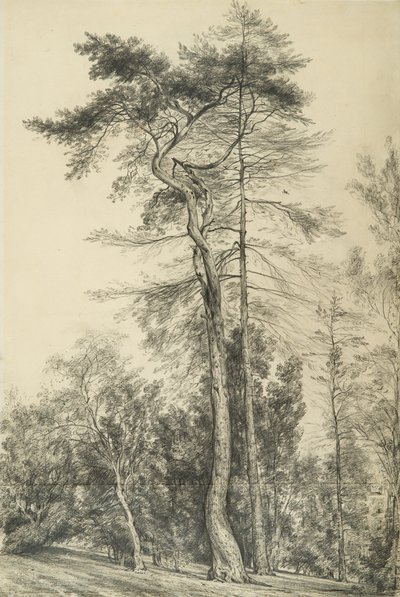 Abetos, c.1833 de John Constable