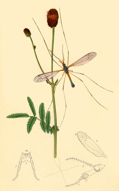 Mosca grulla: Tipula longicornis de John Curtis