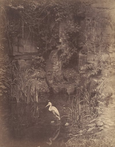 Piscator, No. 2, 1856 de John Dillwyn Llewelyn