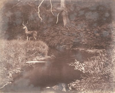 El Lewitha, 1853-56 de John Dillwyn Llewelyn